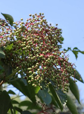 Yaşlı çalıların yeşil meyveleri Sambucus-Nigra 