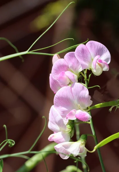 Tatlı Bezelye Sarmaşığı Pembe Çiçekler Tohumlar — Stok fotoğraf
