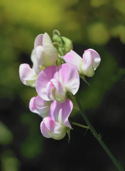 Sweet Pea Creeper Pink Flowers Seeds Close — Stock Photo, Image