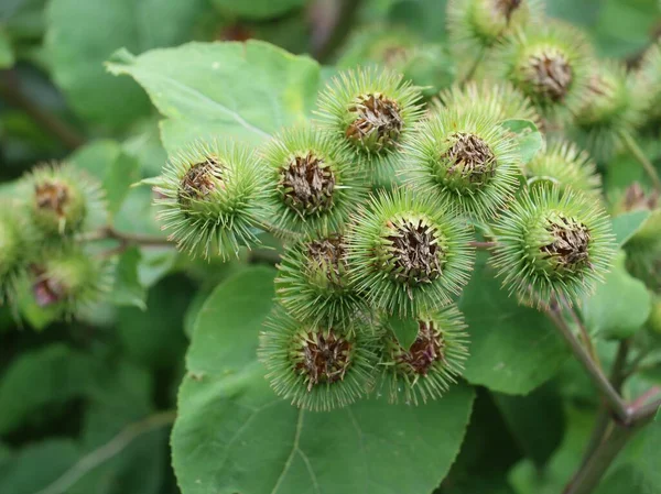 Dikenli yabani bitki arctium lappa-burdock, yakın çekim