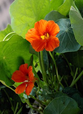 Tropacolum-nasturtium bitkisinin portakal çiçekleri
