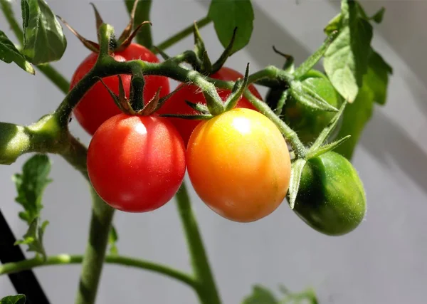 Olika Färgglada Välsmakande Tomater Som Läcker Vegetarisk Mat — Stockfoto