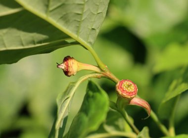 Kırmızı çiçekli ve meyveli Calythan Raulstoni çalısı parka yakın.
