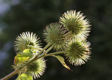 Dikenli yabani bitki arctium lappa-burdock, yakın çekim