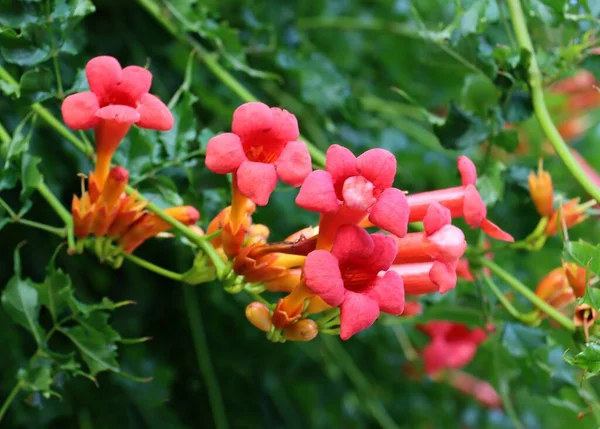 stock image red flowers ,buds of milin-Campsis radicans close up