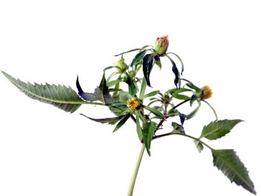 Üçlü şeytanlar yabası, otlar izole edilmiş.