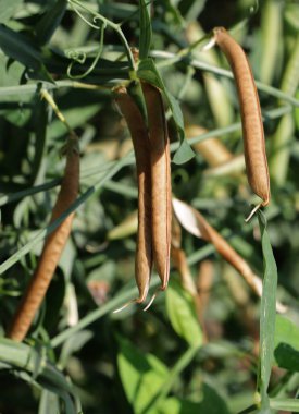 Tatlı bezelye Lathyrus Heterophyllus bitki kabukları ve tohumları ile bahçede