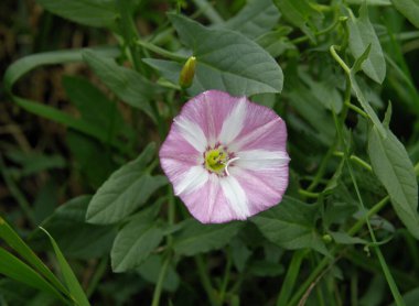Convolvulus arvensis 'in beyaz ve pembe çiçekleri - yabani otları birbirine yaklaştırır