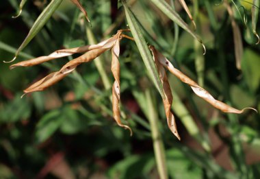 Tatlı bezelye Lathyrus Heterophyllus bitki kabukları ve tohumları ile bahçede