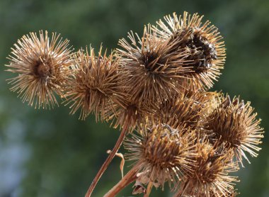 Ot olarak arctium laappa-burdock bitkisi