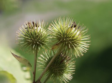 Ot olarak arctium laappa-burdock bitkisi