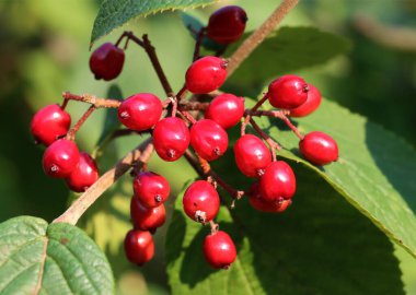 Parktaki Viburnum dilatatum bitkisinin kırmızı meyveleri