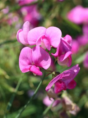 pembe çiçekler ve tatlı bezelye tohumları Lathyrus Heterophyllus