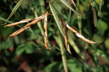 Tatlı bezelye Lathyrus Heterophyllus bitki kabukları ve tohumları ile bahçede