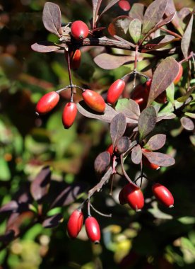 Sonbaharda Berberis vulgaris bitkisinin kırmızı sağlıklı meyveleri