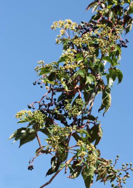 Yazın vahşi tırmanma tesisi Parthenocissus quinquefolia  