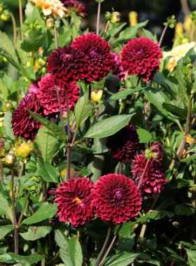 Bahçedeki yıldız çiçeğinin kırmızı, pembe çiçekleri