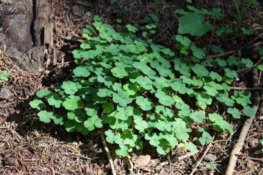 Ormandaki Oxalis asetosella bitkilerinin yeşil yaprakları kapanıyor.