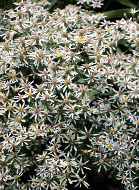 small white flowers of Aster divaricatus plant in garden clipart