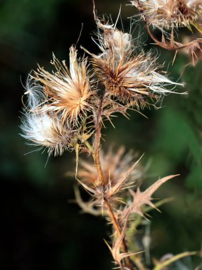 Devedikeni yabani bitki ve çekirdekleri yakın çekim