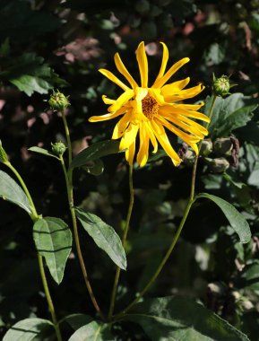 pretty yellow flowers of heliopsis scabra plant close up clipart