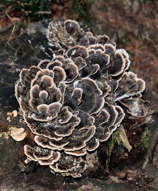 Gri ve beyaz parazit mantarı Trametes versicolor