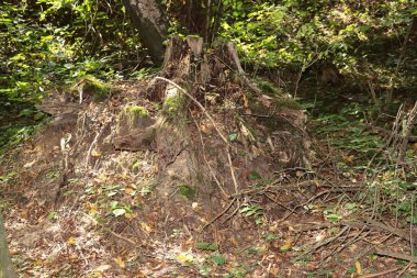çeşitli eski ağaçlar, dallar, odun, bitkiler, ormandaki yosunlar