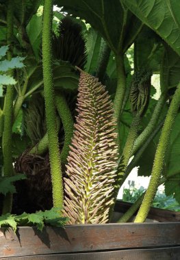 Gunnera Manicata brasilian bitkisinin büyük infloresansı 