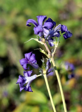 BULK 'nın Lila çiçekleri Clematis Heracleifolia, yakın plan.