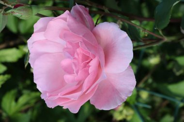 pembe Gül bahçesinde yakın çekim