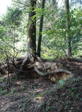 Ormandaki çeşitli bitkiler, ağaçlar ve bitkiler 