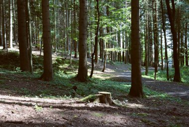 Ormandaki çeşitli bitkiler, ağaçlar ve bitkiler 
