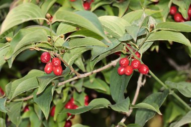 Cornus mas 'ın kırmızı meyveleri - Sonbaharda köpek meyvesi ağacı