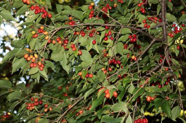 Cornus mas 'ın kırmızı meyveleri - Sonbaharda köpek meyvesi ağacı