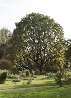 Dev ağaç Quercus Robur Parkta Holm meşesi 
