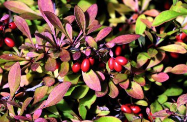 Sonbaharda Berberis vulgaris çalılarının kırmızı meyveleri kapanıyor.