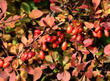 Sonbaharda Berberis vulgaris çalılarının kırmızı meyveleri kapanıyor.