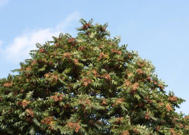 Kahverengi dişbudak ağacı, parkta tohumlar