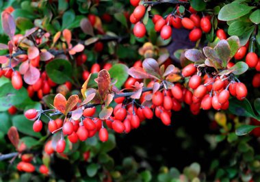 Sonbaharda Berberis vulgaris çalılarının kırmızı meyveleri kapanıyor.