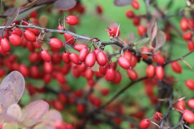 Sonbaharda Berberis vulgaris çalılarının kırmızı meyveleri kapanıyor.