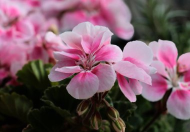 Sardunya saksı bitkisinin güzel pembe çiçekleri.