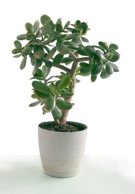 Crassula kadar sulu. Yakın plan.