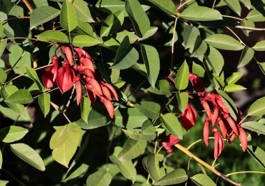 Tropikal ağaçların kırmızı çiçekleri Erytrina Crista-Galli