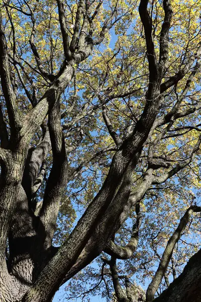 Ormandaki çeşitli bitkiler, ağaçlar ve bitkiler 