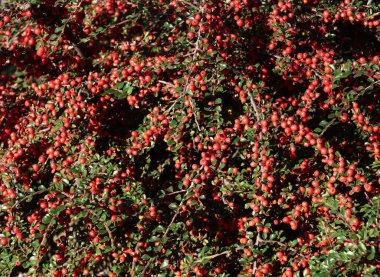 Sonbaharda kronometre yatay çalılarının küçük, kırmızı meyveleri.