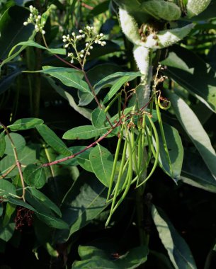 Tohum damarları gibi kabuklu Apocynum cannabinum