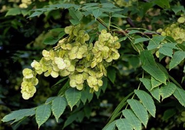 Yaprakları ve yeşil kanatlı tohumları olan Ptelea trifoliata ağacı