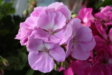 Sardunya saksı bitkisinin güzel pembe çiçekleri.