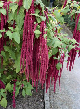 Bahçesinde mor küçük çiçekler olan amaranthus bitkisi.