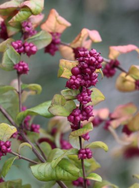 Sonbaharda mor meyveli Symphoricarpos orbiculatus çalısı kapanıyor